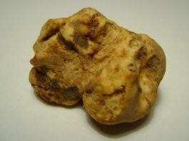 Mostra Nazionale del Tartufo Bianco Pregiato delle Marche 1411 0 Mostra Nazionale del Tartufo Bianco Pregiato delle Marche